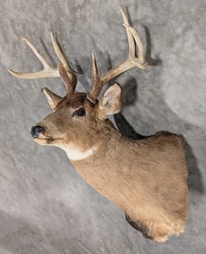 8-Point Whitetail Deer Shoulder Mount Taxidermy