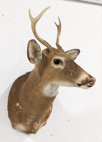 Vtg 4-Point Whitetail Deer Shoulder Mount Taxidermy