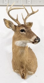 8-Point Whitetail Deer Shoulder Mount Taxidermy