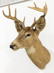 Vtg 9-Point Whitetail Deer Shoulder Mount Taxidermy