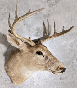 Vtg 10-Point Whitetail Deer Shoulder Mount Taxidermy