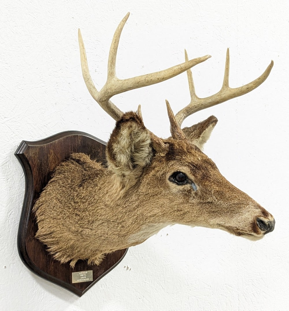 Vtg 8-Point Whitetail Deer Shoulder Mount Taxidermy on Plaque: Mount is in aged condition with damage on the ears, hair loss, water damage, and other wear from display and age. Longest tine measures 5-1/2in. Overall measures 16in wide x 23in deep x 24in tall. Ref