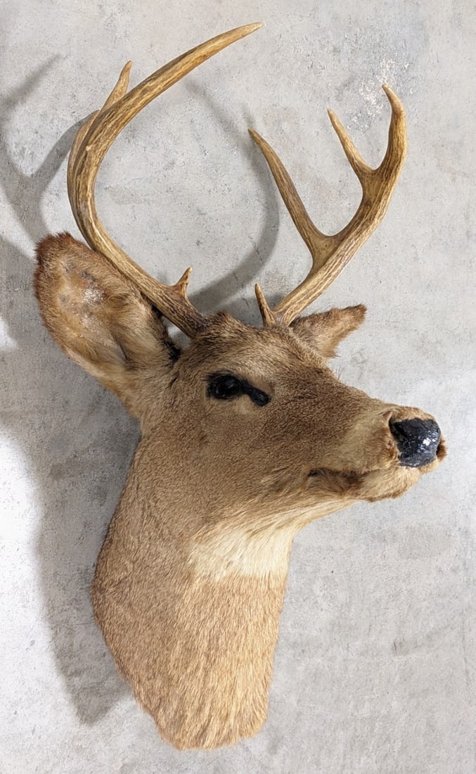 Vtg 8-Point Whitetail Deer Shoulder Mount Taxidermy: Mount is in aged condition with damage on the ears, hair loss, and other wear from display and age. Mount does not have a hook on the back for mounting. Longest tine measures 6in. Overall measures 16i