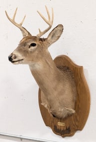 6-Point Whitetail Deer Shoulder Mount Taxidermy on Plaque