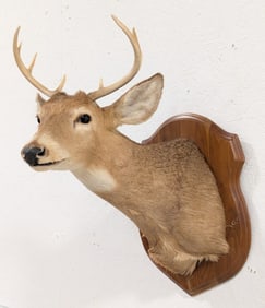 8-Point Whitetail Deer Shoulder Mount Taxidermy on Plaque