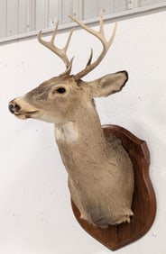 8-Point Whitetail Deer Shoulder Mount Taxidermy on Plaque