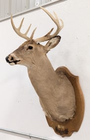 8-Point Whitetail Deer Shoulder Mount Taxidermy on Plaque
