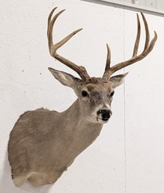7-Point Whitetail Deer Shoulder Mount Taxidermy