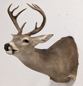 8-Point Whitetail Deer Shoulder Mount Taxidermy