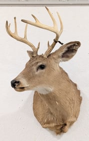11-Point Whitetail Deer Shoulder Mount Taxidermy