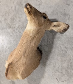 Vtg Whitetail Doe Shoulder Mount Taxidermy