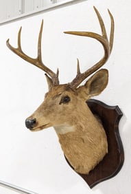 Vtg 8-Point Whitetail Deer Shoulder Mount Taxidermy on Plaque