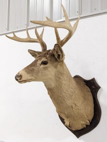 Vtg 10-Point Whitetail Deer Shoulder Mount Taxidermy on Plaque