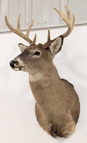 9-Point Whitetail Deer Shoulder Mount Taxidermy
