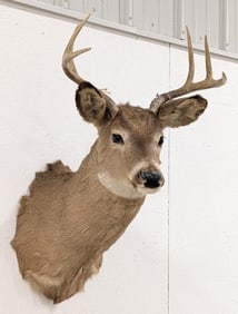 6-Point Whitetail Deer Shoulder Mount Taxidermy