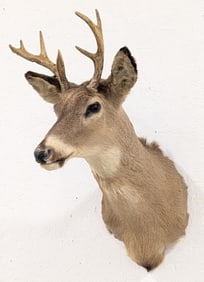 7-Point Whitetail Deer Shoulder Mount Taxidermy