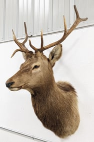 5x5 Bull Elk Shoulder Mount Taxidermy