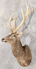5x6 Bull Elk Shoulder Mount Taxidermy