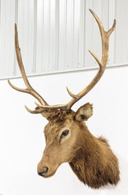 4x5 Bull Elk Shoulder Mount Taxidermy