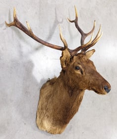 Vtg 5x4 Bull Elk Shoulder Mount Taxidermy