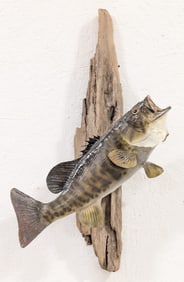 Fiberglass Small Mouth Bass on Driftwood Taxidermy Mount