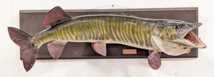 42in Fiberglass Tiger Musky on Barn Wood Taxidermy Mount w/ COA