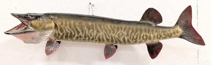 42in Fiberglass Tiger Musky Taxidermy Mount