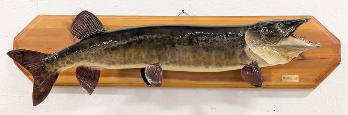 Large Fiberglass Musky Taxidermy Mount on Plaque