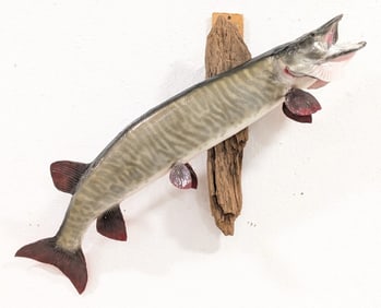 42in Fiberglass Tiger Musky on Driftwood Taxidermy Mount w/ COA
