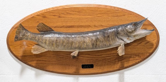 2005 Full Body Muskellunge Taxidermy Mount on Plaque