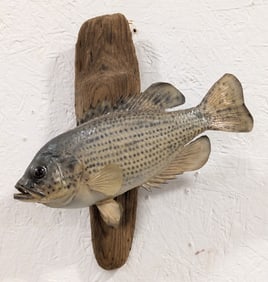 Rock Bass on Driftwood Taxidermy Mount