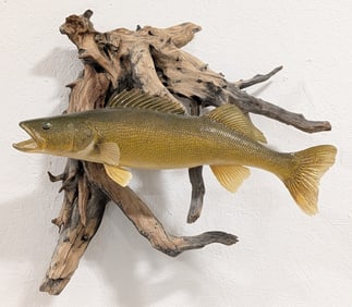 Walleye Taxidermy Mount on Driftwood