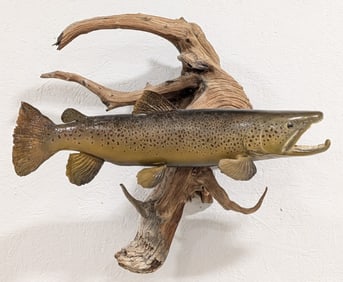 Brown Trout Taxidermy Mount on Driftwood