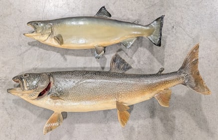 (2) Trout Taxidermy Wall Mounts