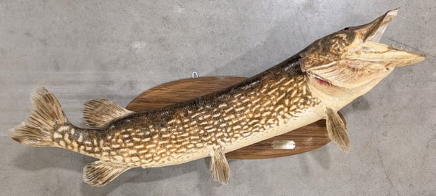 1977 Canadian 41in Northern Pike Taxidermy Mount on Plaque
