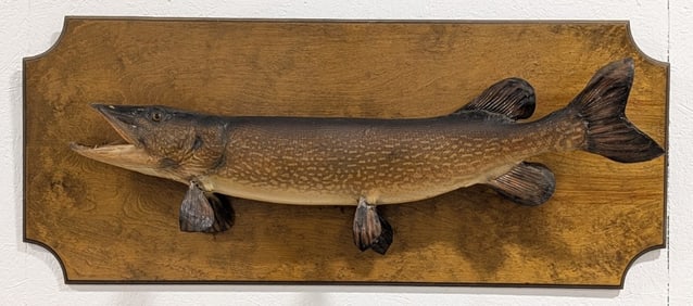 Northern Pike Taxidermy Mount on Plaque
