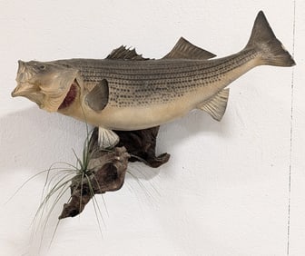Striped Bass Taxidermy Mount on Driftwood