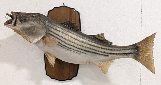 Large Striped Bass Taxidermy Mount on Plaque
