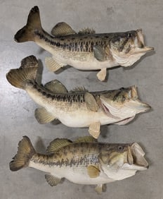 (3) Largemouth Bass Taxidermy Mounts