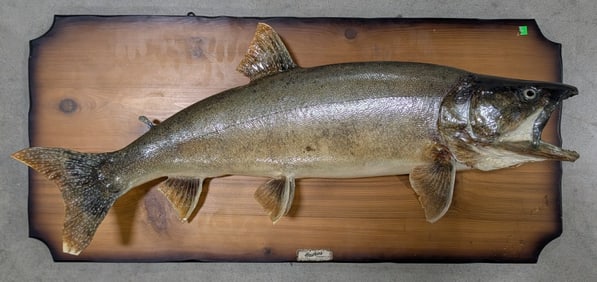 Large Lake Trout Taxidermy Mount on Plaque