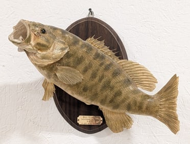 1977 Smallmouth Bass Taxidermy Mount on Plaque
