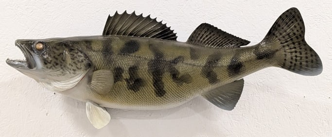 Huge Trophy Fiberglass Walleye Replica Taxidermy