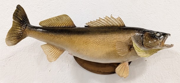 Huge Trophy Walleye Real Skin Full Body Taxidermy Mount