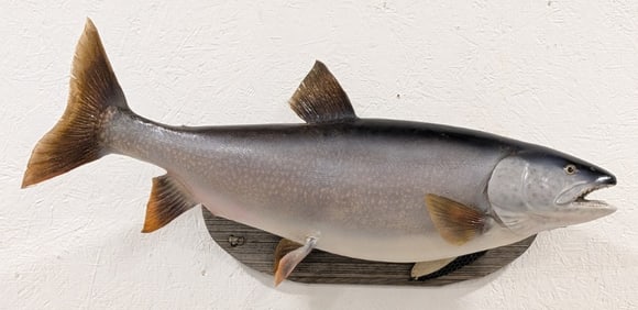 Lake Trout Full Body Taxidermy Mount on Barnwood