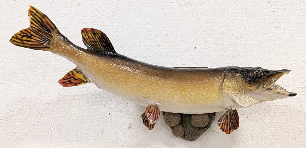 Northern Pike Full Body Taxidermy Wall Mount on Habitat Base: Mount is in nice condition with some repairs done to the cracked fins, and other light wear from age. Fish measures approx 32in long. Overall measures 31in long x 17in tall x 10in deep. Ref #: 435