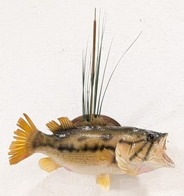 Largemouth Bass Full Body Taxidermy Mount on Plaque