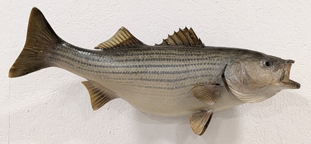 Trophy Size Striped Bass Full Body Taxidermy Mount