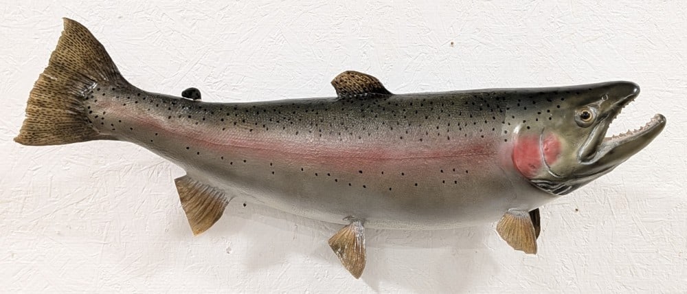 Alaskan Rainbow Trout Full Body Taxidermy: Consigner states the fish was 16lbs 31-1/2in when caught. Mount is in very nice condition, but the back small fin has been glued. Overall measures 29-1/2in long x 15in tall x 7in deep. Ref #: 453