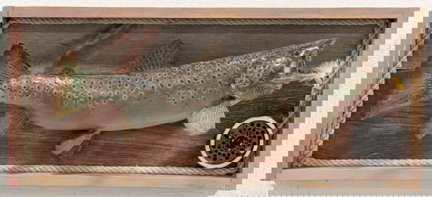 21in Speckled Trout Full Body Taxidermy Fishing Display