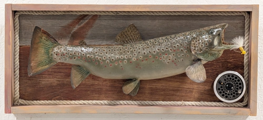 21in Speckled Trout Full Body Taxidermy Fishing Display: Mount is in very nice condition with a fly in its mouth, and a fly fishing reel. Overall measures 25in wide x 11in tall x 6in deep. Ref #: 454